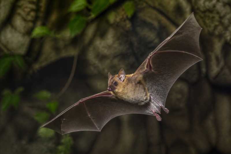 Image of a Greater Sac-winged Bat in its natural habitat