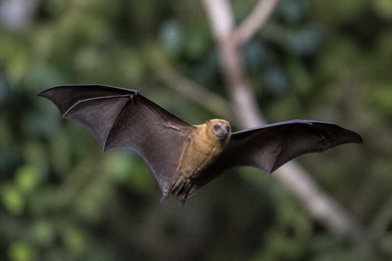 Image of a Greater Short-nosed Fruit Bat in its natural habitat