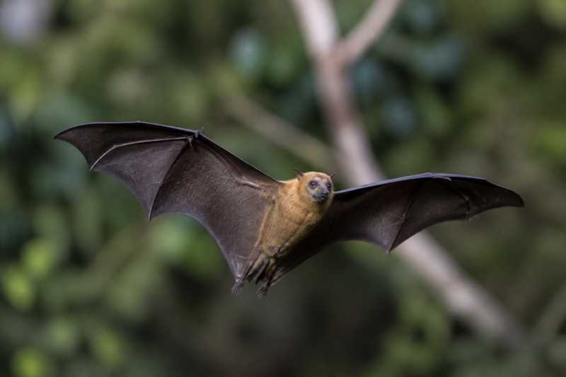 Image of a Greater Short-nosed Fruit Bat in its natural habitat