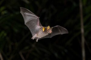 Image of a Greater Yellow-shouldered Bat in its natural habitat