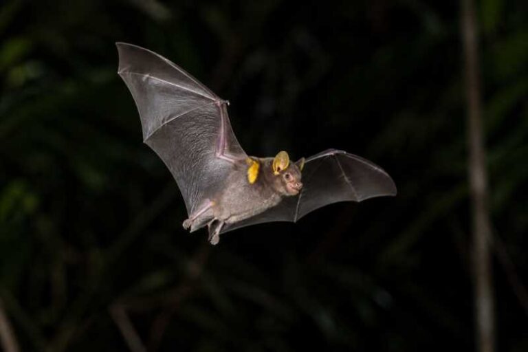 Image of a Greater Yellow-shouldered Bat in its natural habitat