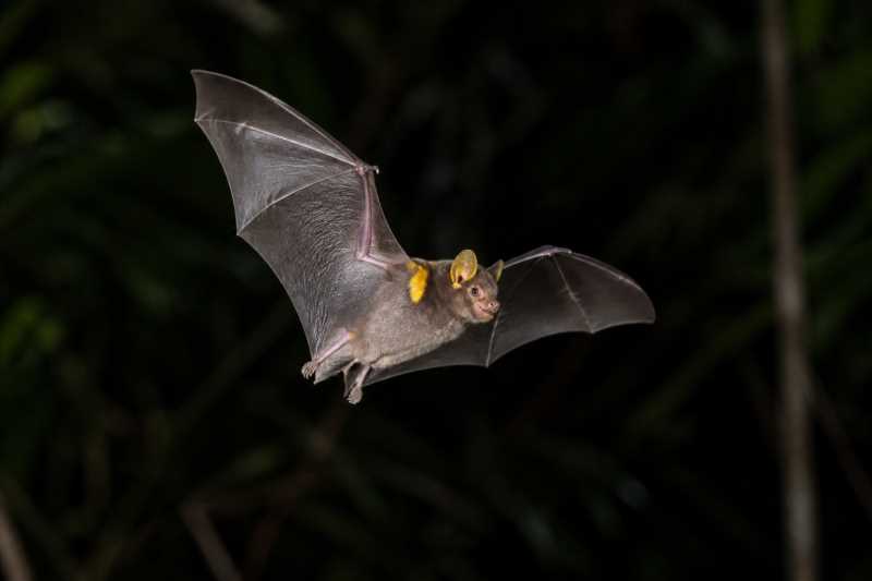 Image of a Greater Yellow-shouldered Bat in its natural habitat