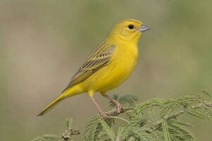 Image of a Greater Yellow Finch in its natural habitat