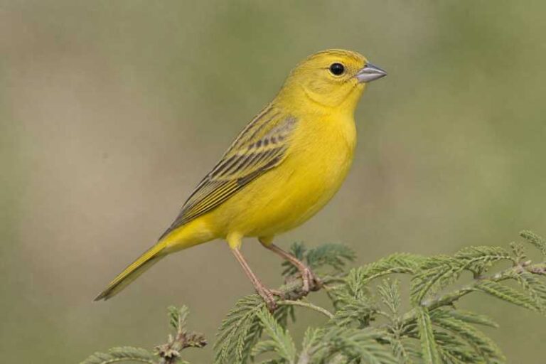Image of a Greater Yellow Finch in its natural habitat