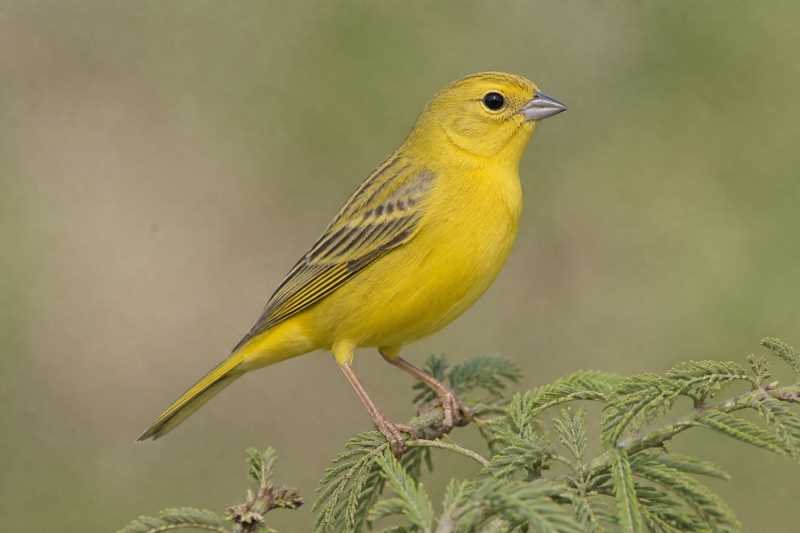 Image of a Greater Yellow Finch in its natural habitat