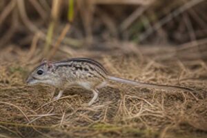 Image of a Griselda Striped Grass Mouse in its natural habitat