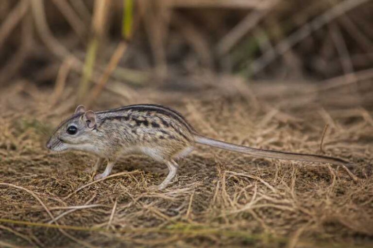 Image of a Griselda Striped Grass Mouse in its natural habitat