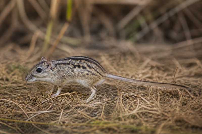 Image of a Griselda Striped Grass Mouse in its natural habitat