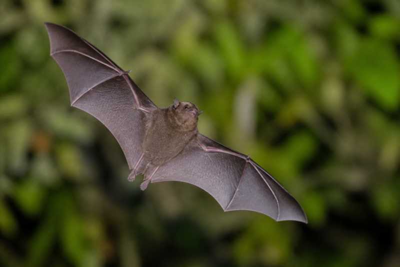 Image of a Guaraní Free-tailed Bat in its natural habitat