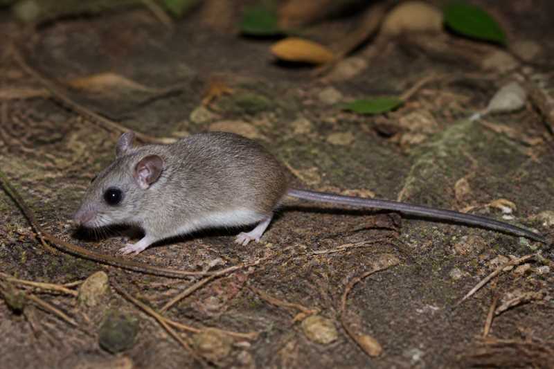 Image of a Guatemalan Deermouse in its natural habitat
