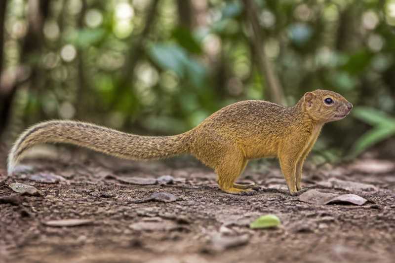 Image of a Guayaquil Squirrel in its natural habitat