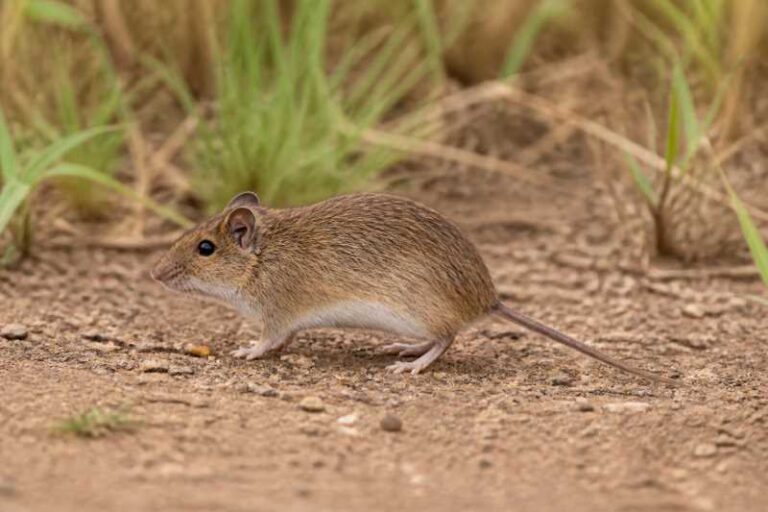 Image of a Guinean Grass Rat in its natural habitat