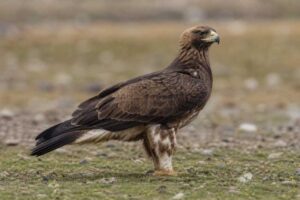Image of a Gurney's Eagle in its natural habitat