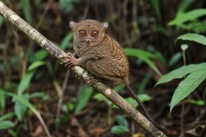 Image of a Gursky's Spectral Tarsier in its natural habitat