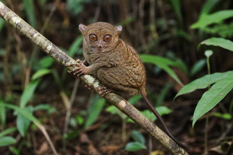 Image of a Gursky's Spectral Tarsier in its natural habitat