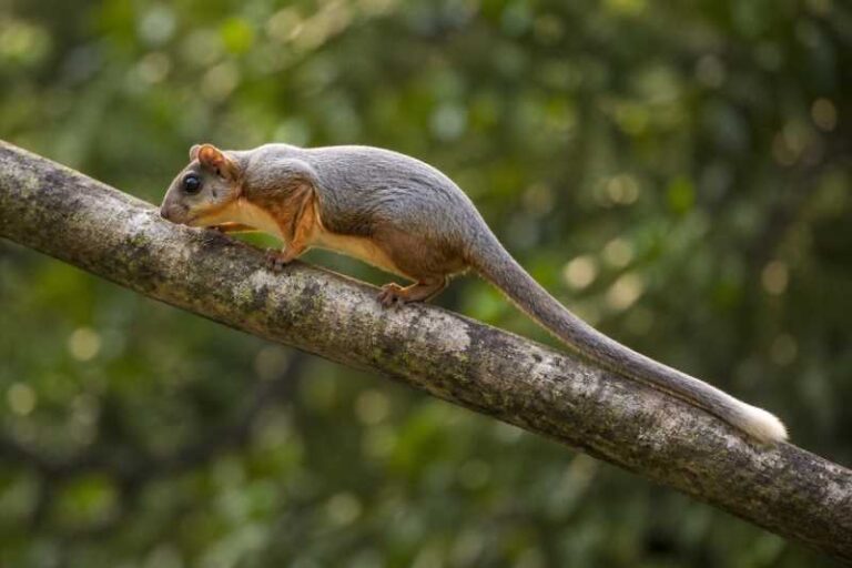 Image of a Hainan Giant Flying Squirrel in its natural habitat