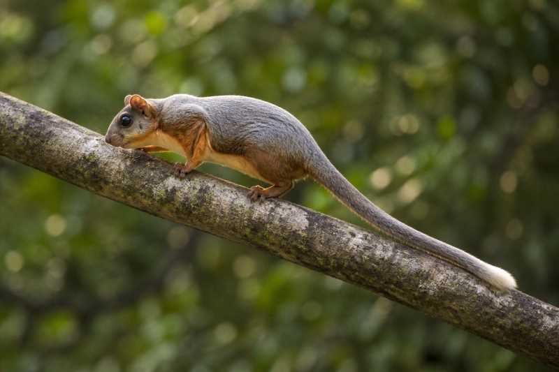 Image of a Hainan Giant Flying Squirrel in its natural habitat