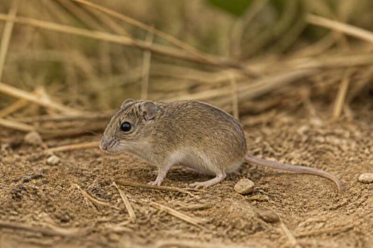 Image of a Hairy Harvest Mouse in its natural habitat