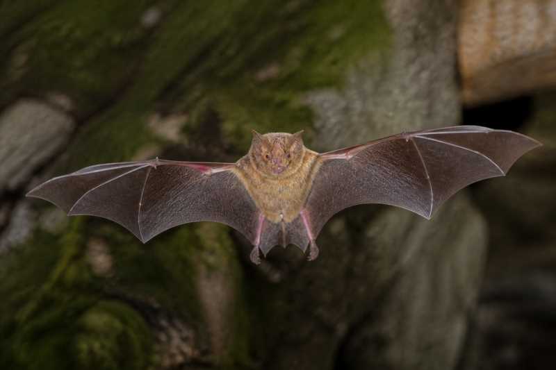 Image of a Hairy Slit-faced Bat in its natural habitat