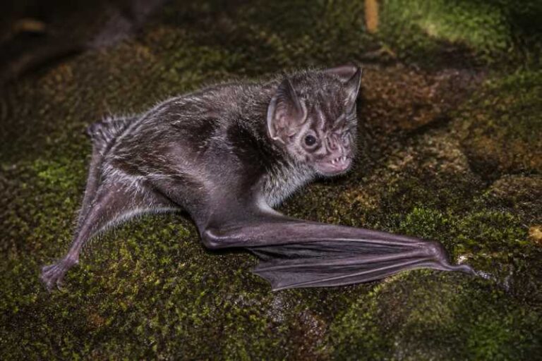 Image of a Hairy-legged Vampire Bat in its natural habitat