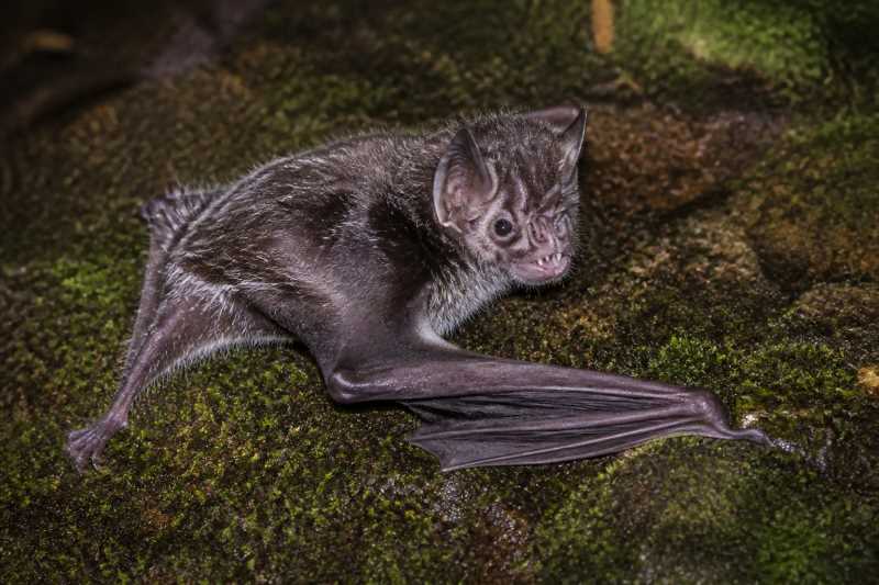 Image of a Hairy-legged Vampire Bat in its natural habitat