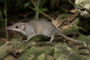 Image of a Haitian Nesophontes in its natural habitat