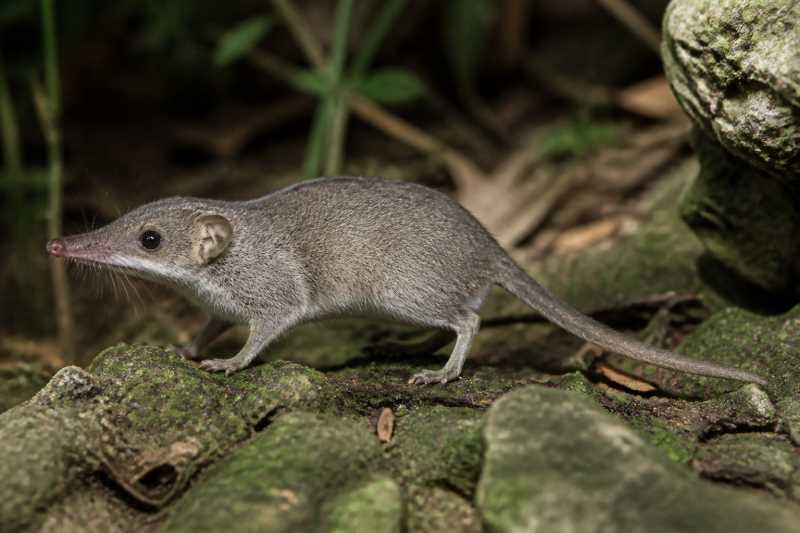 Image of a Haitian Nesophontes in its natural habitat