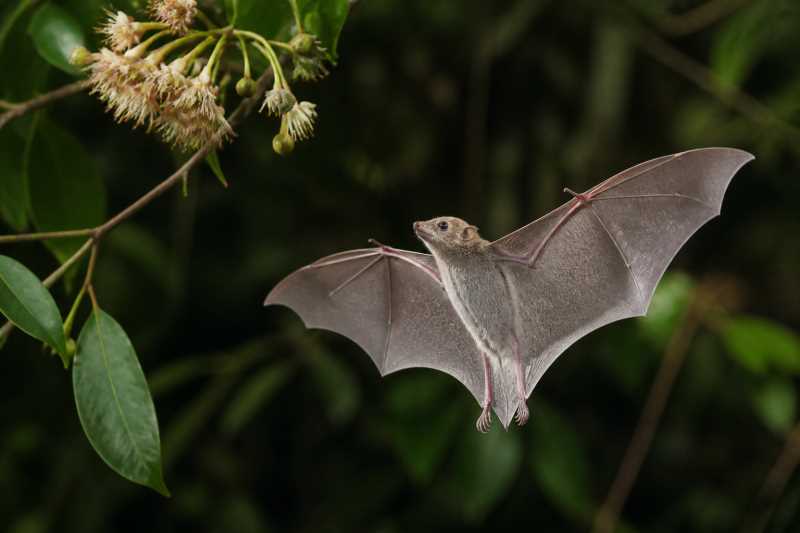 Image of a Halmaheran Blossom Bat in its natural habitat