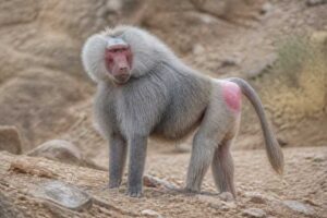 Image of a Hamadryas Baboon in its natural habitat