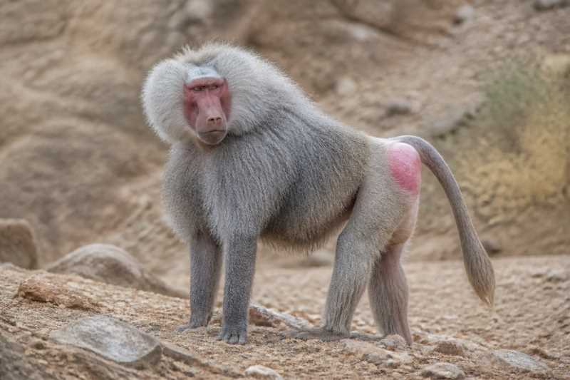 Image of a Hamadryas Baboon in its natural habitat