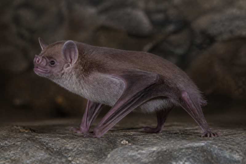 Image of a Hamilton's Tomb Bat in its natural habitat