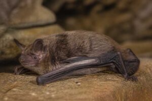 Image of a Handley's Myotis in its natural habitat