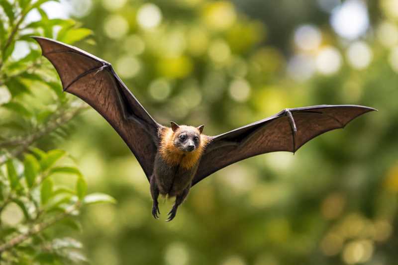 Image of a Happy Tube-nosed Fruit Bat in its natural habitat