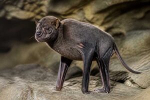 Image of a Harrison's Giant Mastiff Bat in its natural habitat
