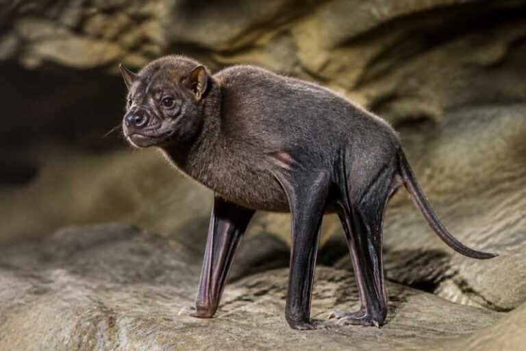 Image of a Harrison's Giant Mastiff Bat in its natural habitat