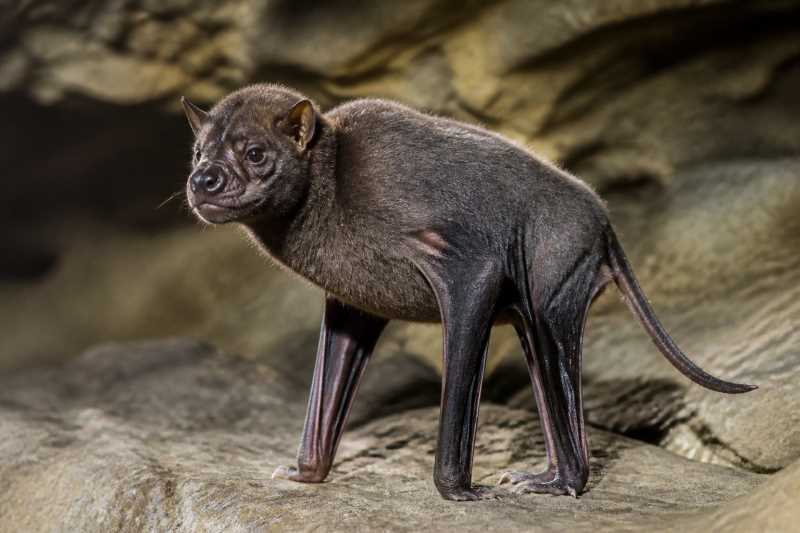 Image of a Harrison's Giant Mastiff Bat in its natural habitat
