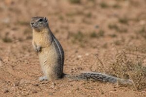 Image of a Harris's Antelope Squirrel in its natural habitat