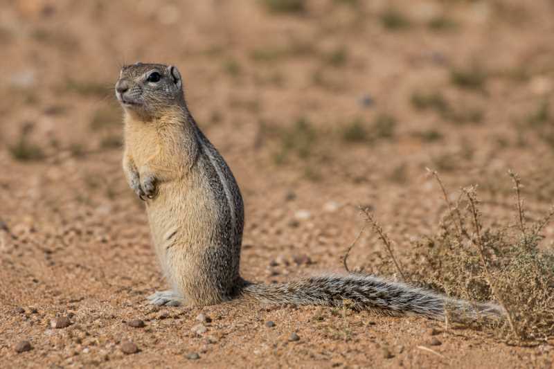 Image of a Harris's Antelope Squirrel in its natural habitat