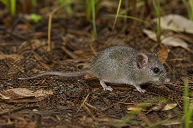 Image of a Hastings River Mouse in its natural habitat