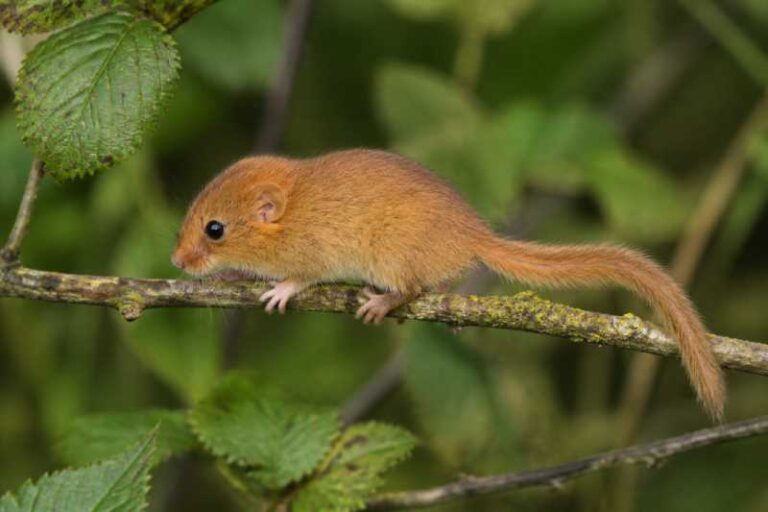 Image of a Hazel Dormouse in its natural habitat