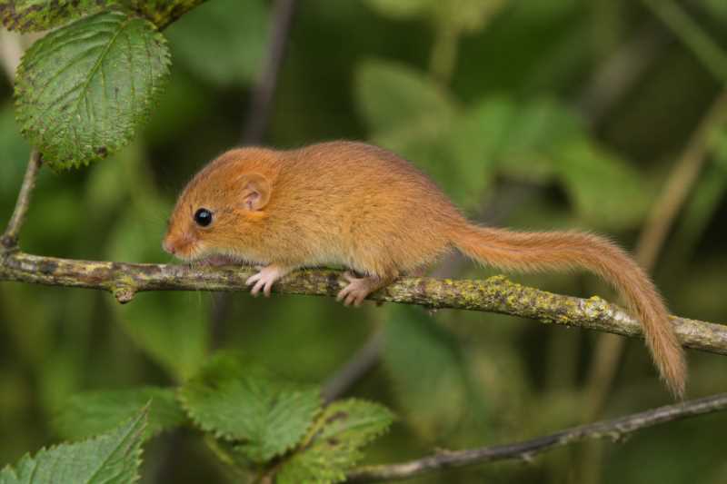 Image of a Hazel Dormouse in its natural habitat
