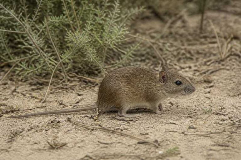 Image of a Heller's Vlei Rat in its natural habitat