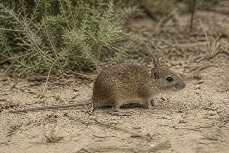 Image of a Heller's Vlei Rat in its natural habitat