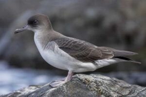 Image of a Herald Petrel in its natural habitat