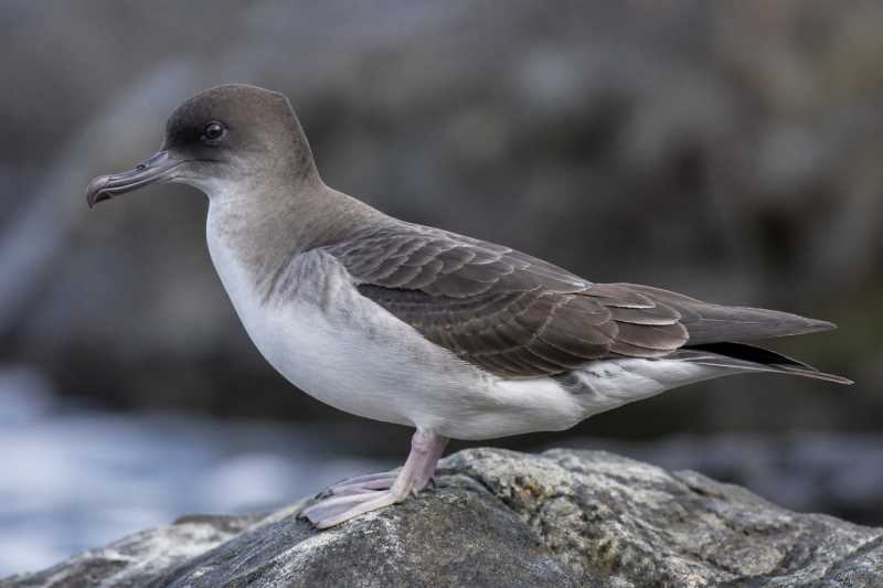 Image of a Herald Petrel in its natural habitat