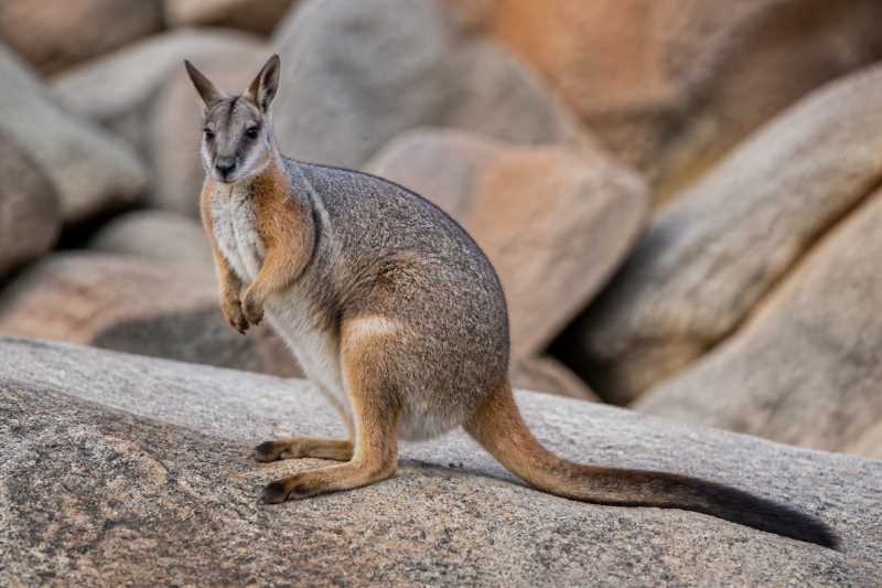 Image of a Herbert's Rock Wallaby in its natural habitat