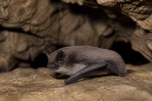 Image of a Herman's Myotis in its natural habitat