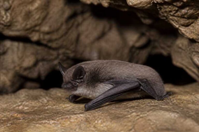Image of a Herman's Myotis in its natural habitat