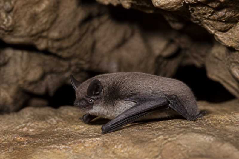 Image of a Herman's Myotis in its natural habitat