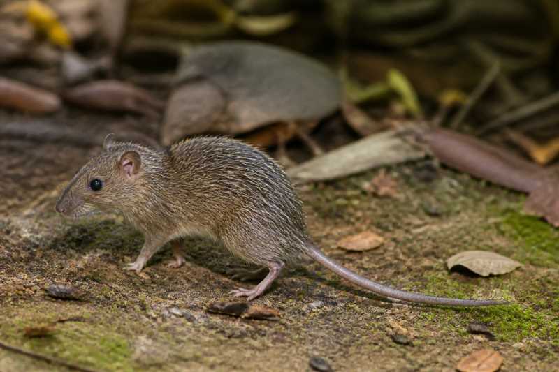 Image of a Hidden Spiny Tree-rat in its natural habitat
